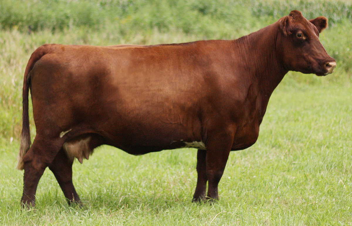 DSF COUNTRY DANCER 42U