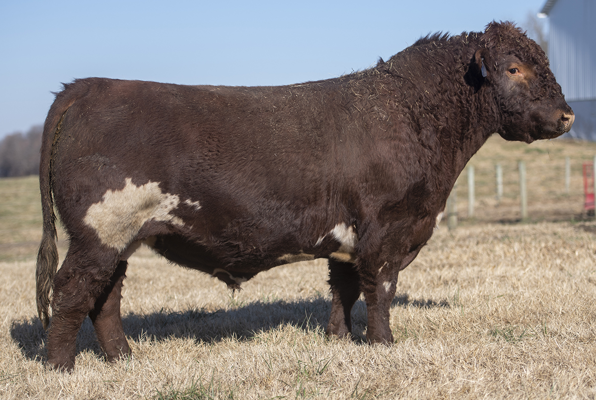 The Shorthorn Bull Pen – American Shorthorn Association